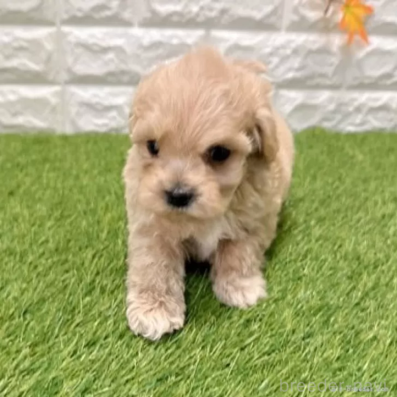 販売中の愛知県のマルプー:マルチーズ×トイプードル-434410の3枚目