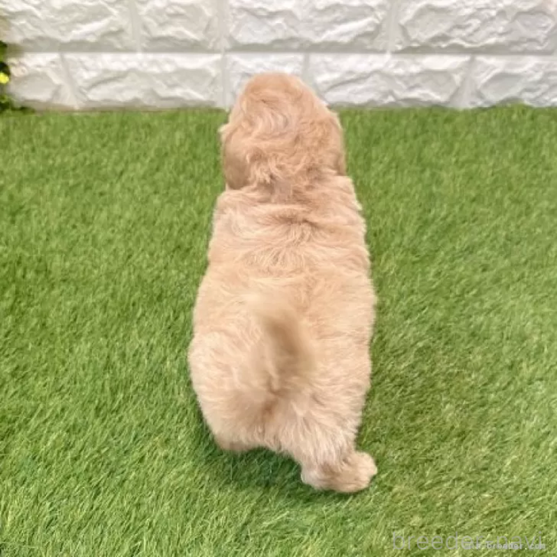 販売中の愛知県のマルプー:マルチーズ×トイプードル-434410の2枚目