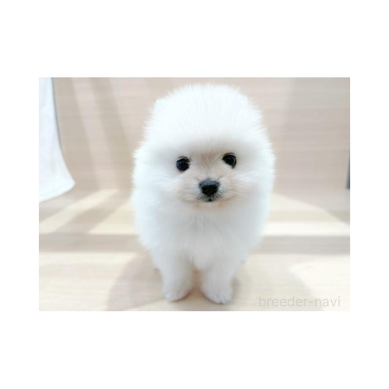 販売中の東京都のポメラニアン-434409