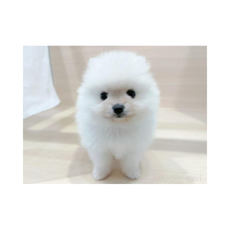 販売中の東京都のポメラニアン-434409の5枚目