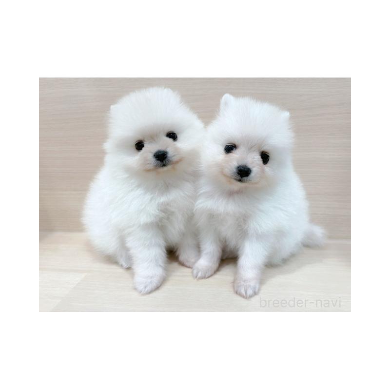 販売中の東京都のポメラニアン-434409の2枚目