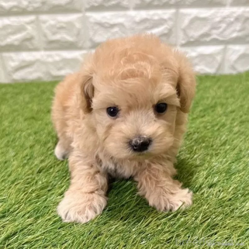 販売中の愛知県のマルプー:マルチーズ×トイプードル-434411