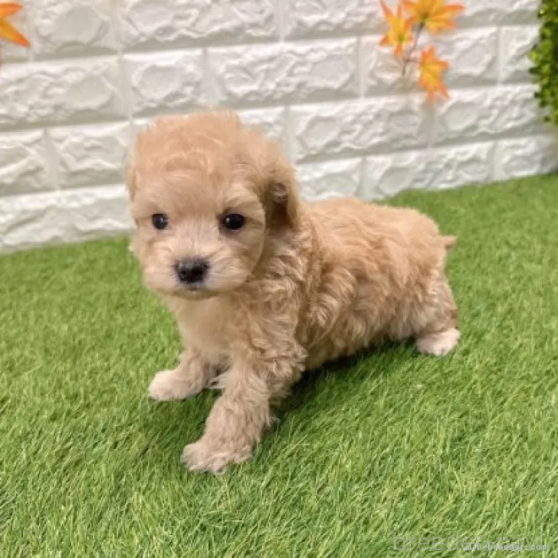 販売中の愛知県のマルプー:マルチーズ×トイプードル-434411の5枚目