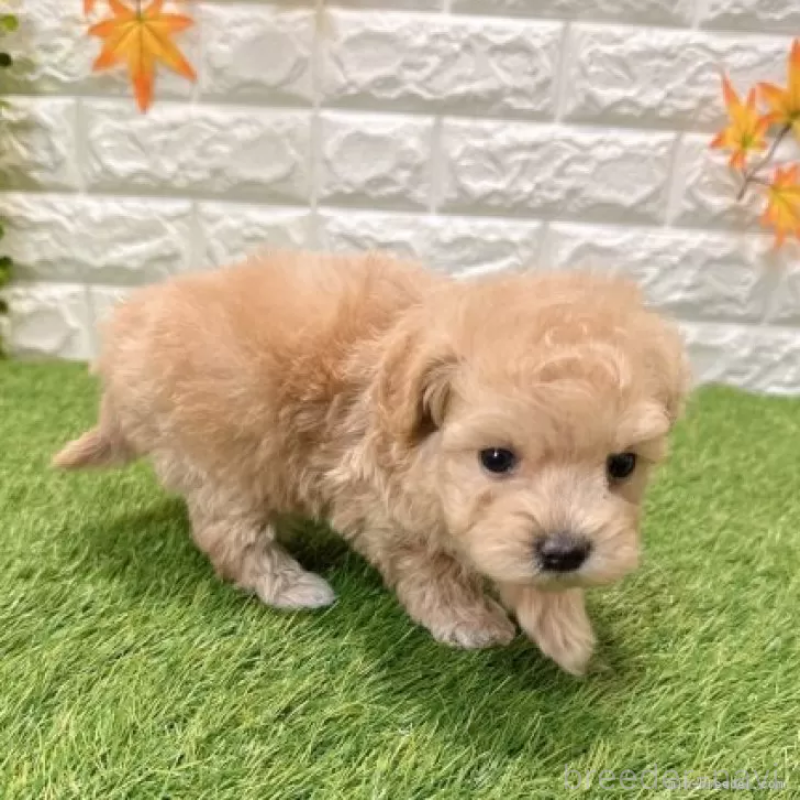 販売中の愛知県のマルプー:マルチーズ×トイプードル-434411の4枚目