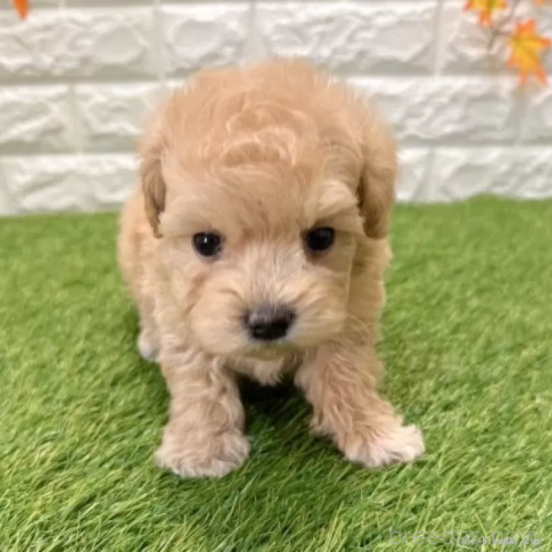 販売中の愛知県のマルプー:マルチーズ×トイプードル-434411の3枚目