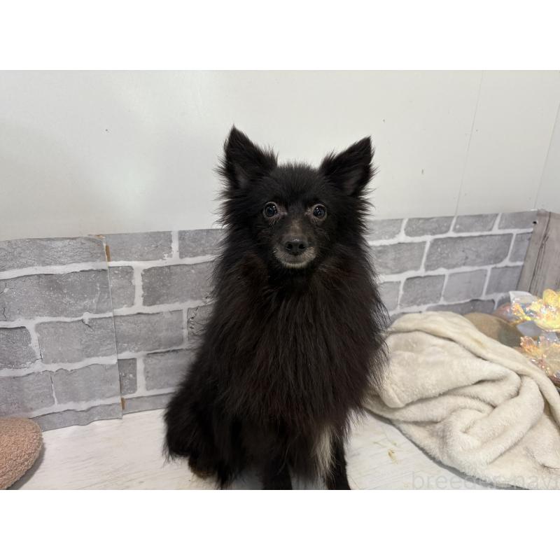 販売中の東京都のミックス犬-377876の3枚目