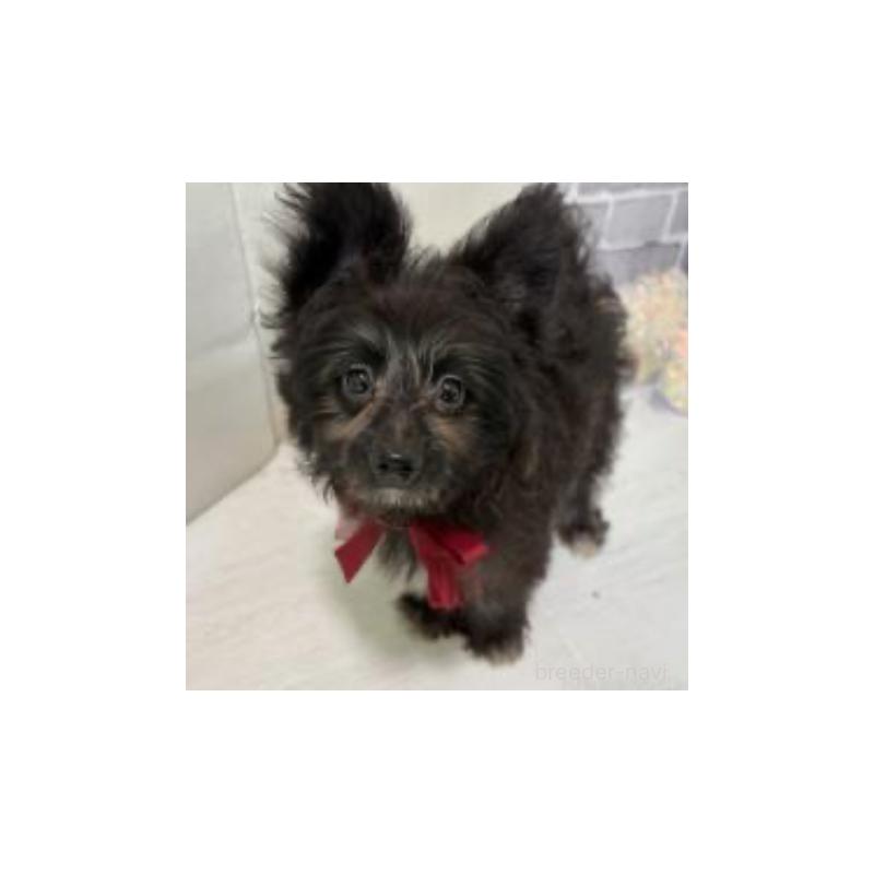 販売中の東京都のミックス犬-408783の2枚目