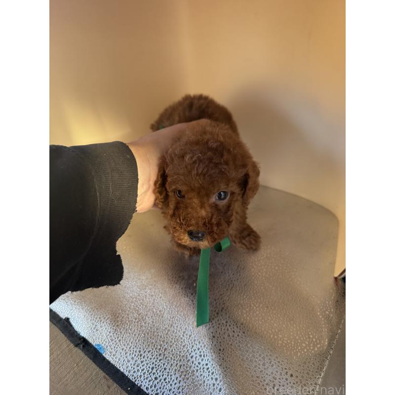 販売中の茨城県のティーカッププードル-434415の9枚目