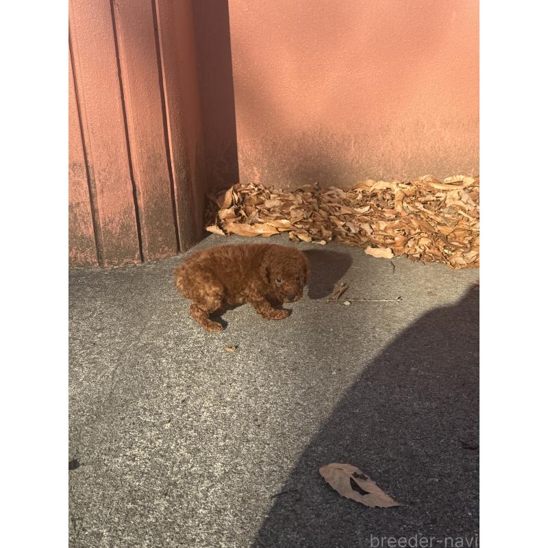 販売中の茨城県のティーカッププードル-434415の8枚目