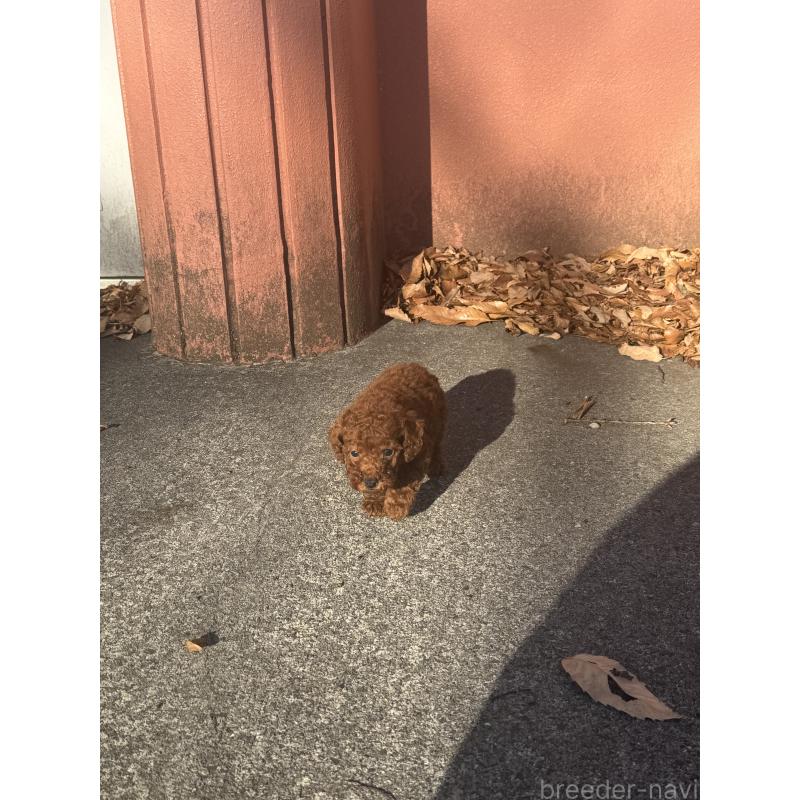 販売中の茨城県のティーカッププードル-434415の7枚目