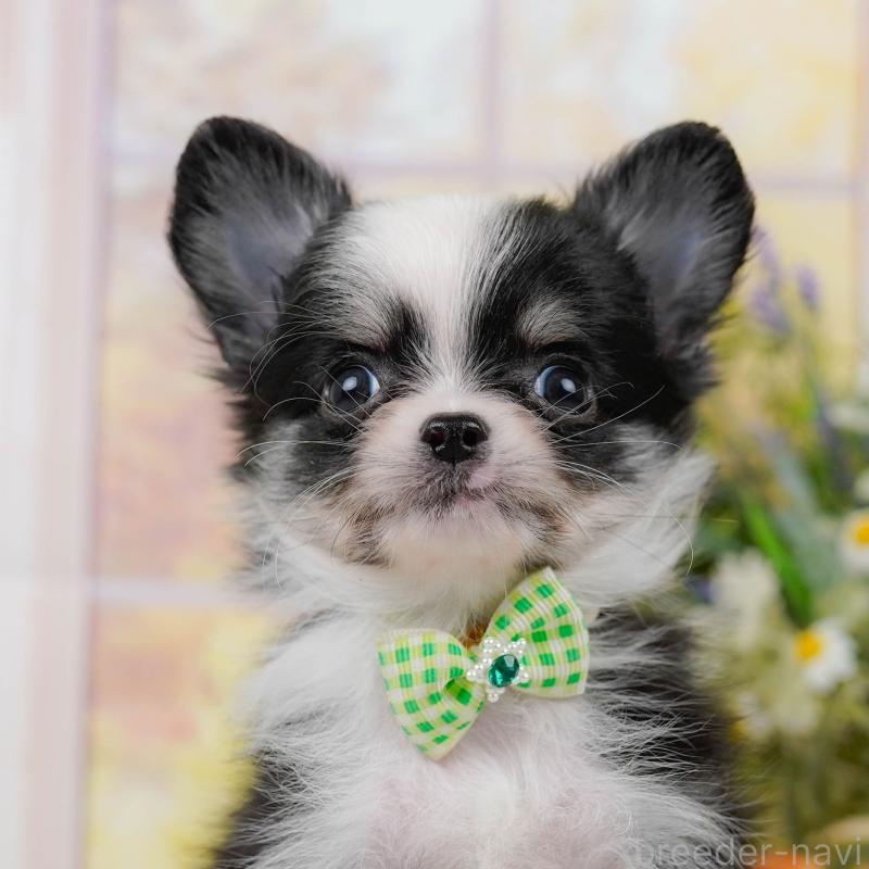 販売中の神奈川県のチワワ(ロングコート)-434414の1枚目