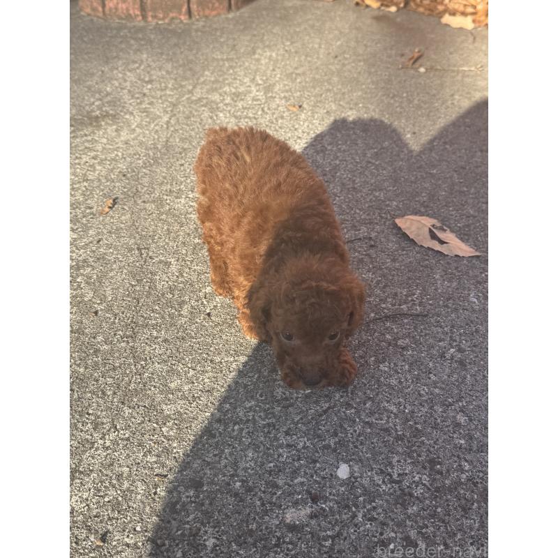 販売中の茨城県のティーカッププードル-434415の6枚目