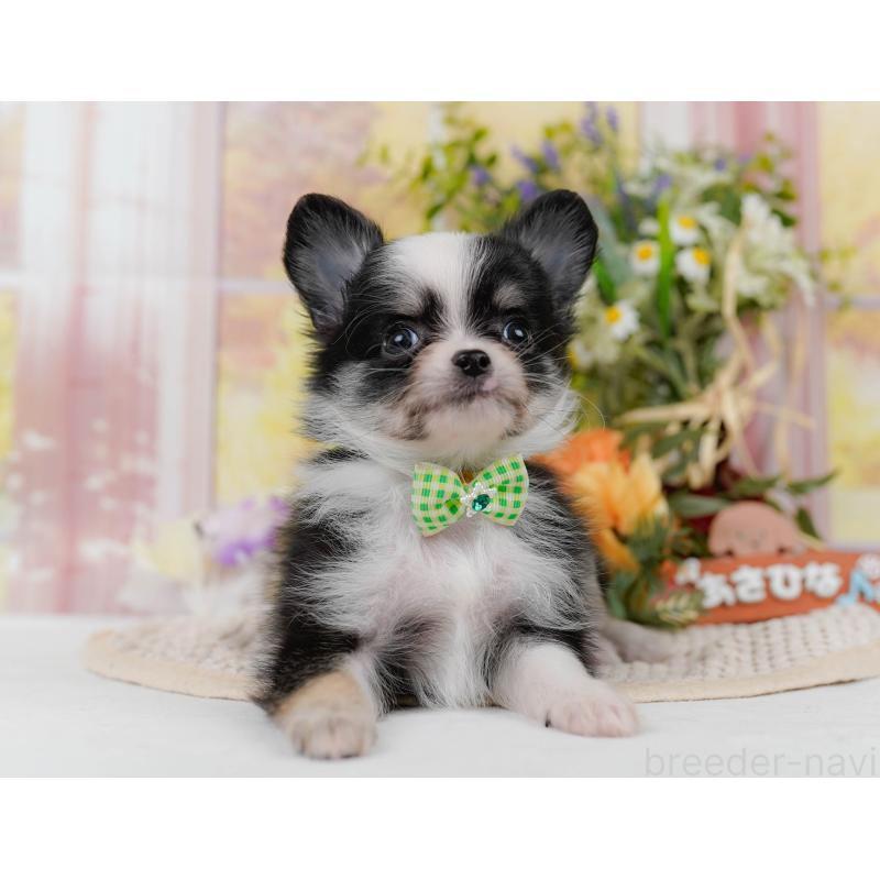 販売中の神奈川県のチワワ(ロングコート)-434414の15枚目