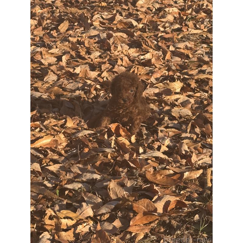 販売中の茨城県のティーカッププードル-434415の5枚目