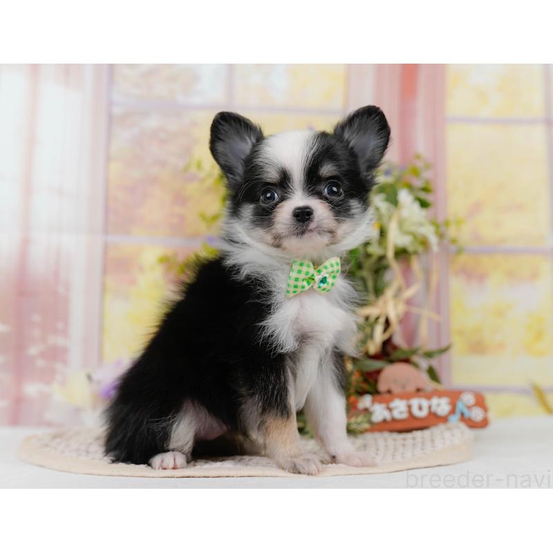 販売中の神奈川県のチワワ(ロングコート)-434414の14枚目