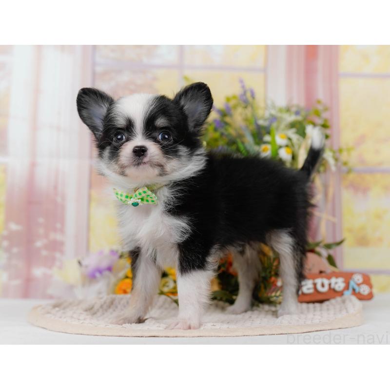 販売中の神奈川県のチワワ(ロングコート)-434414の13枚目