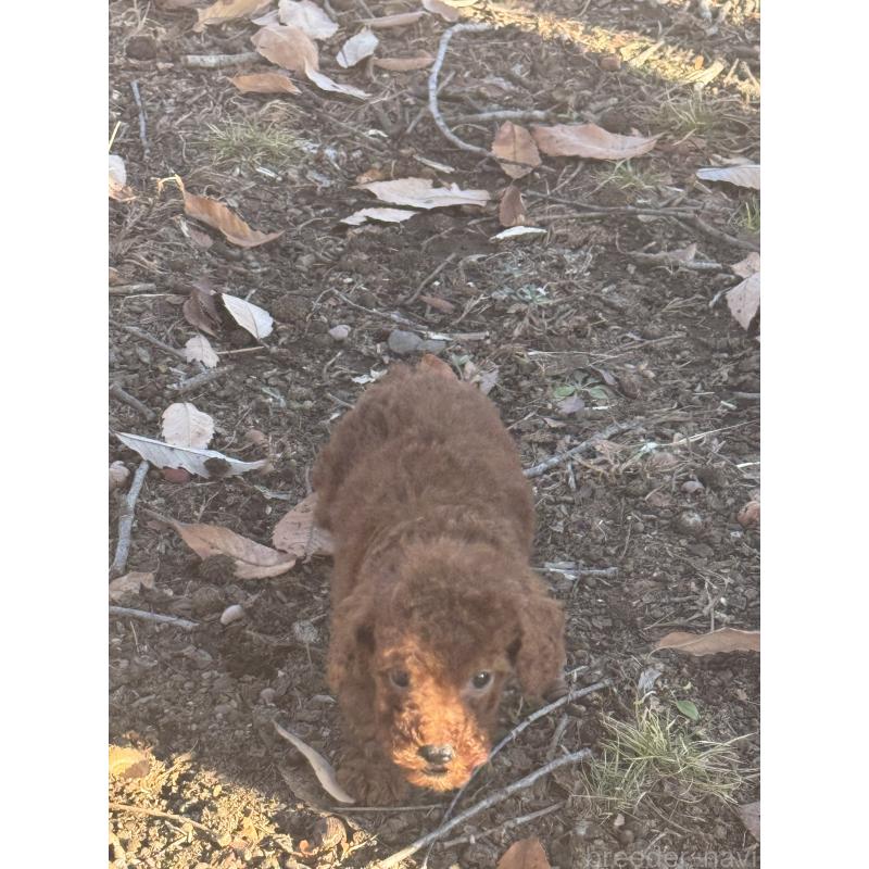 販売中の茨城県のティーカッププードル-434415の3枚目