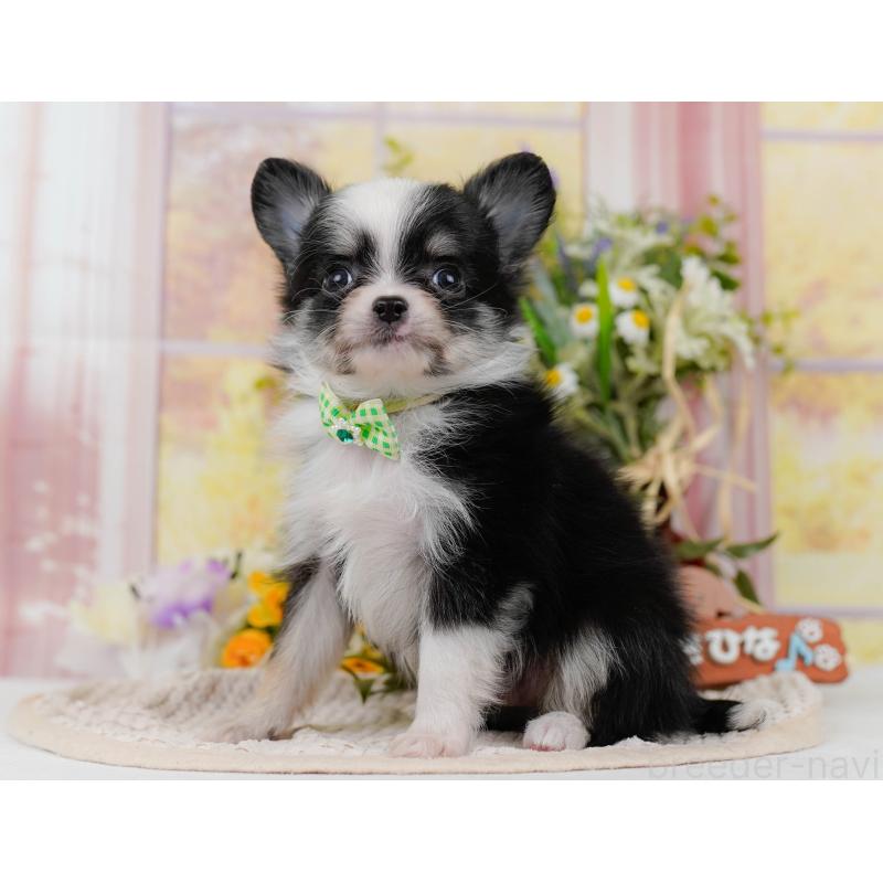 販売中の神奈川県のチワワ(ロングコート)-434414の12枚目