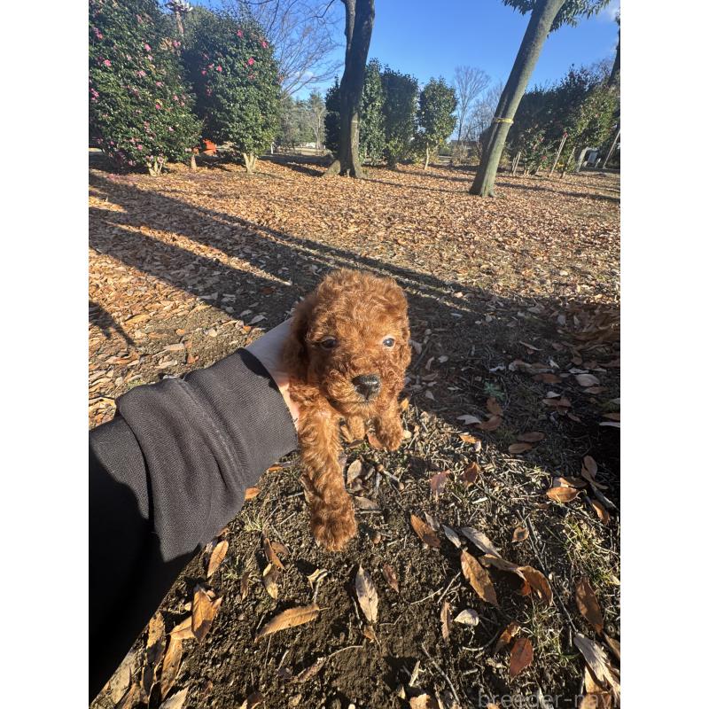 販売中の茨城県のティーカッププードル-434415の2枚目