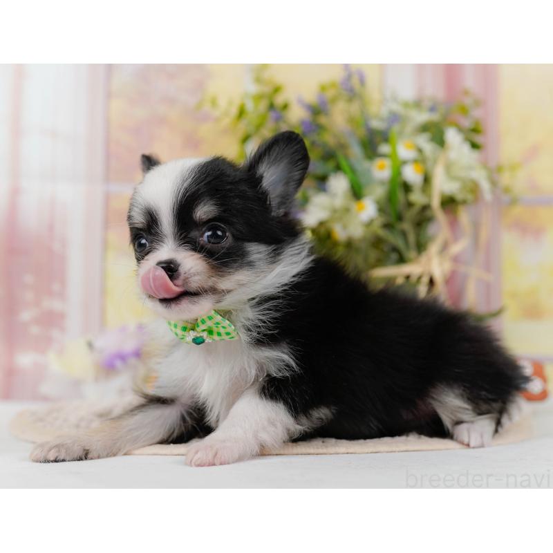 販売中の神奈川県のチワワ(ロングコート)-434414の11枚目