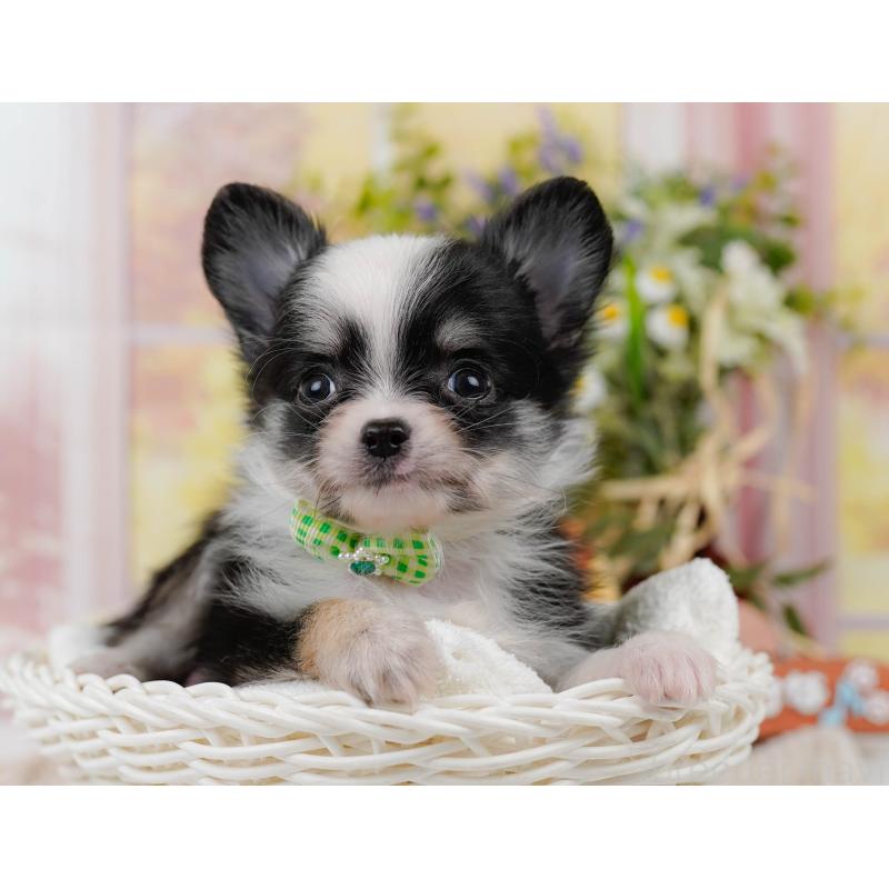 販売中の神奈川県のチワワ(ロングコート)-434414の10枚目