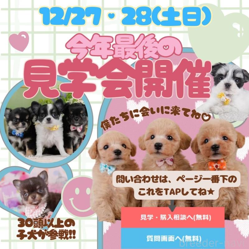 販売中の神奈川県のチワワ(ロングコート)-434414の9枚目