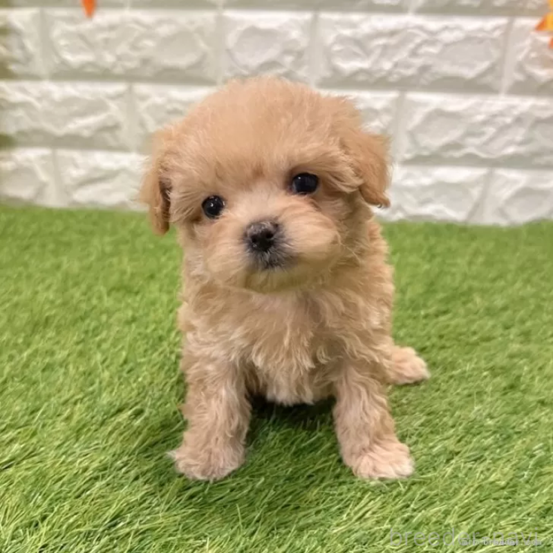 販売中の愛知県のマルプー:マルチーズ×トイプードル-434413