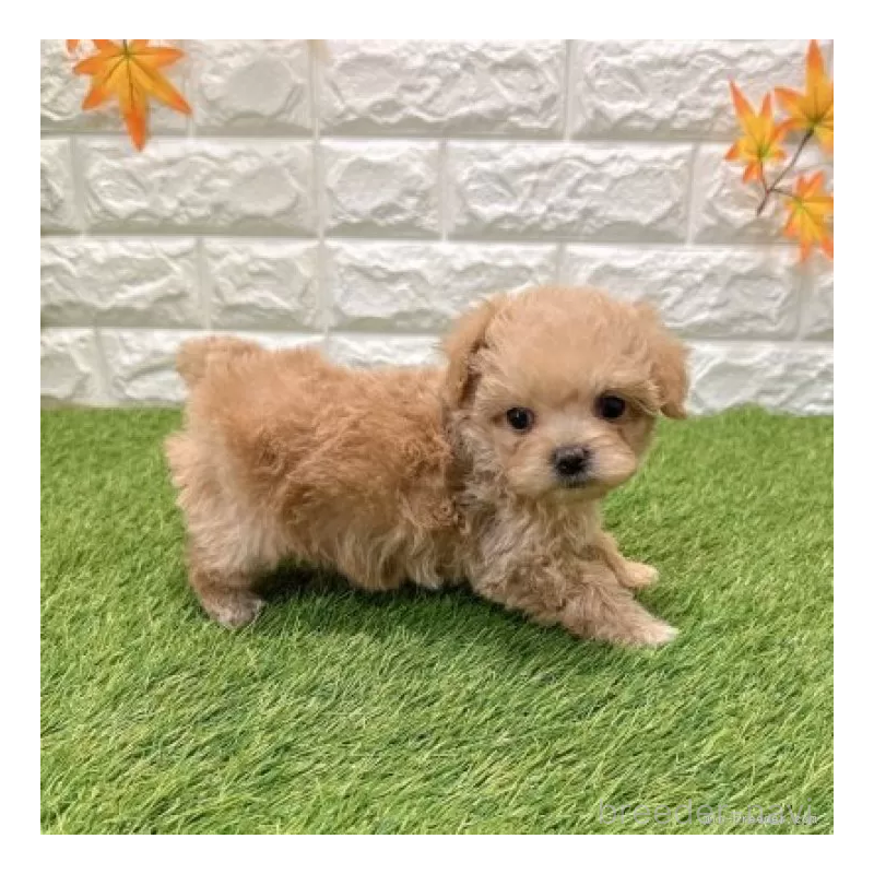 販売中の愛知県のマルプー:マルチーズ×トイプードル-434413の5枚目