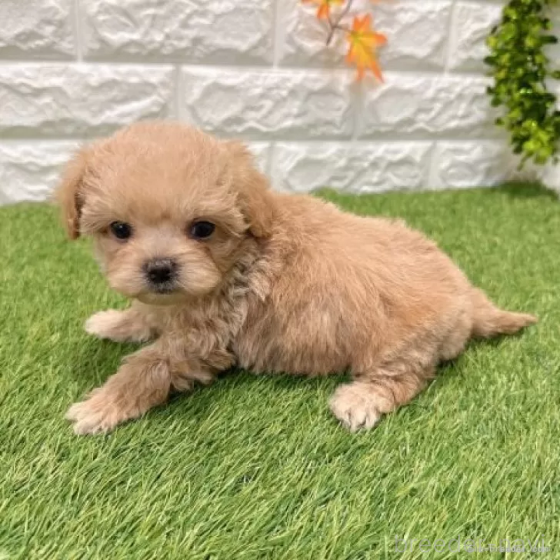 販売中の愛知県のマルプー:マルチーズ×トイプードル-434413の4枚目