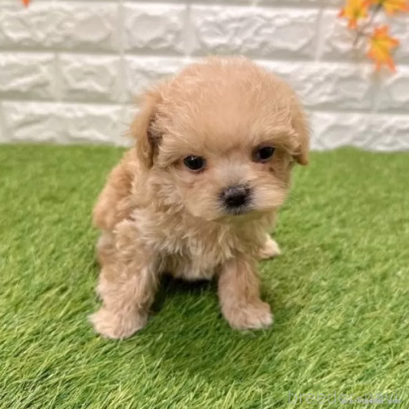 販売中の愛知県のマルプー:マルチーズ×トイプードル-434413の3枚目