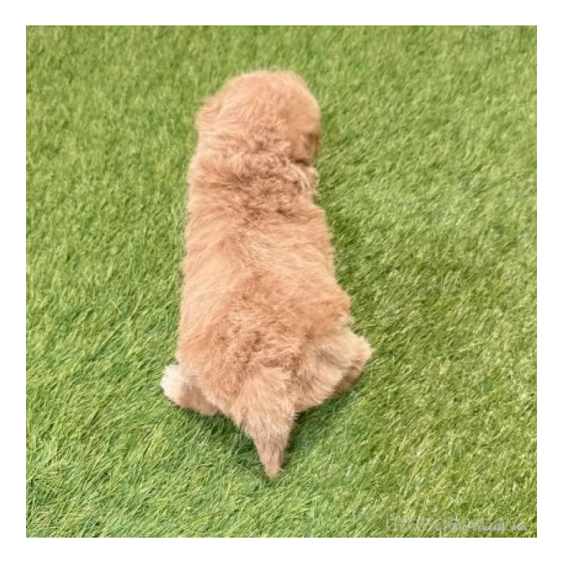 販売中の愛知県のマルプー:マルチーズ×トイプードル-434413の2枚目