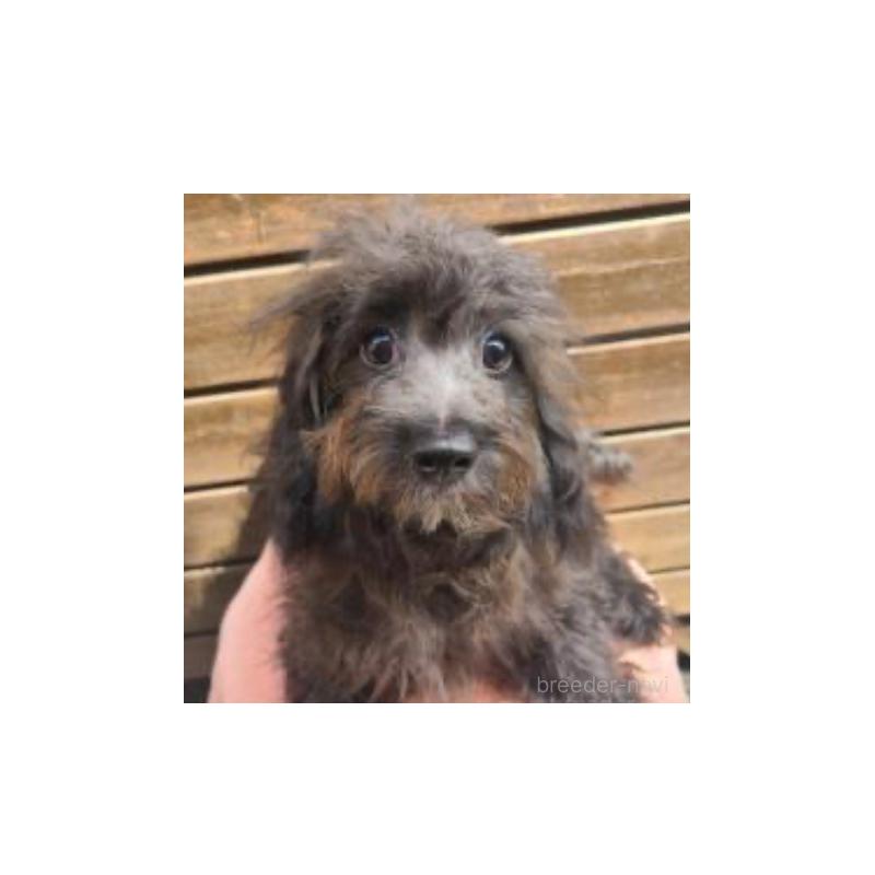 販売中の東京都のチワプー:チワワ×トイプードル-381391の2枚目