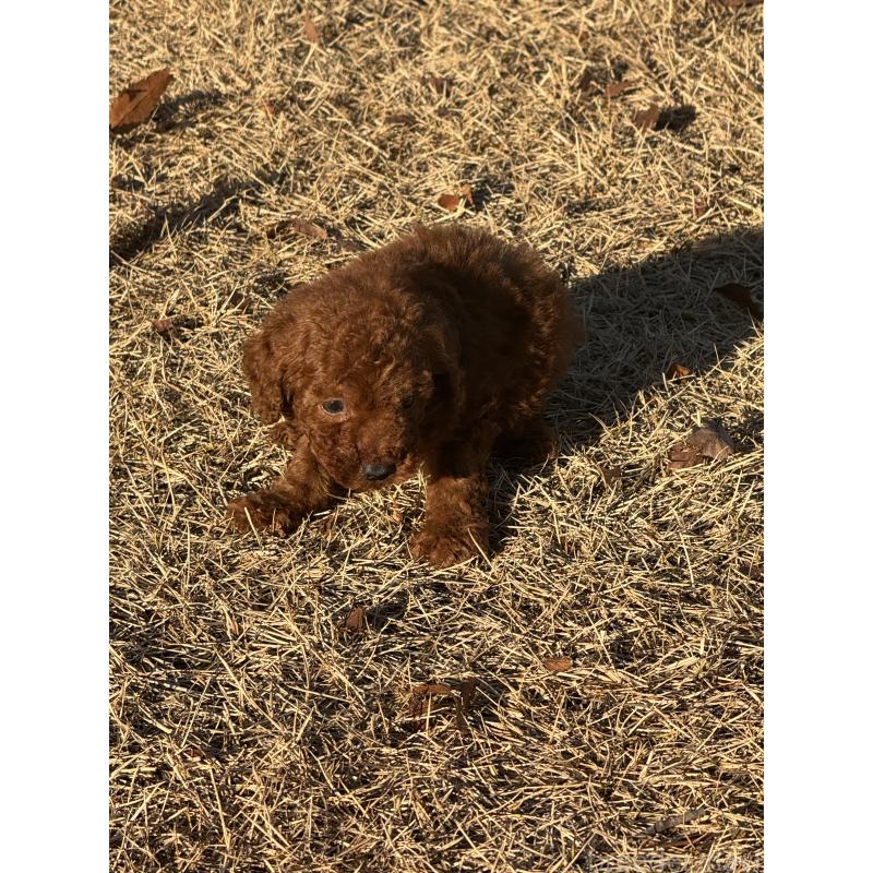 販売中の茨城県のティーカッププードル-434416の10枚目