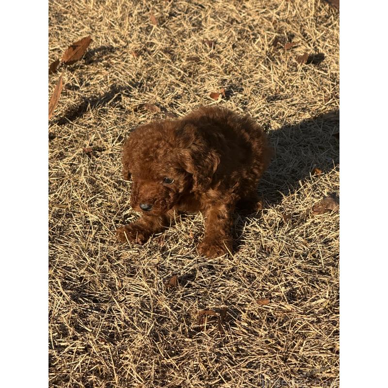 販売中の茨城県のティーカッププードル-434416の9枚目