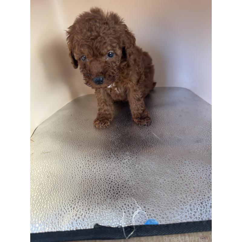 販売中の茨城県のティーカッププードル-434416の8枚目