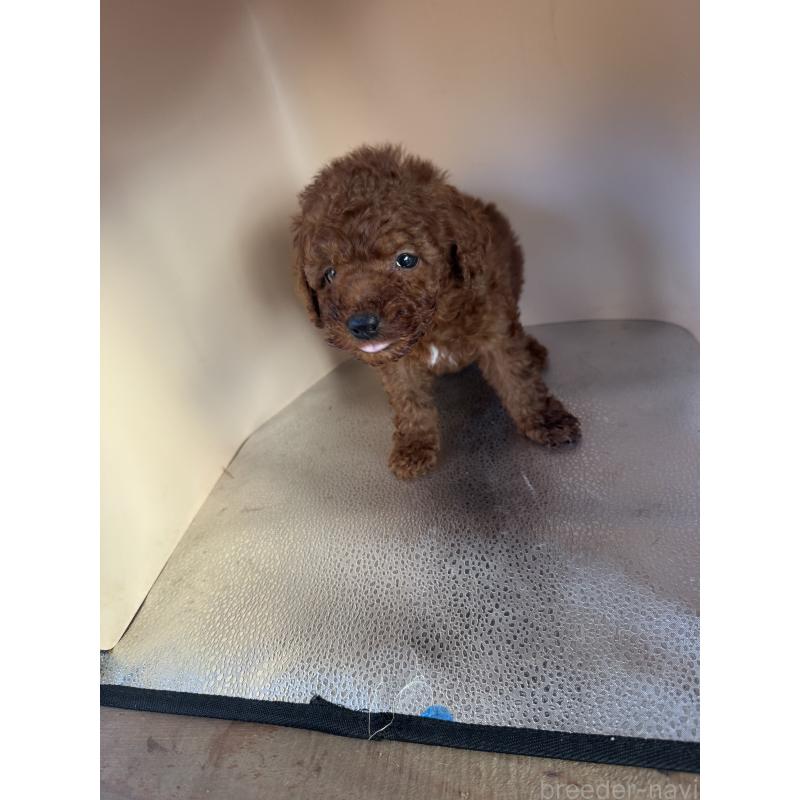 販売中の茨城県のティーカッププードル-434416の7枚目