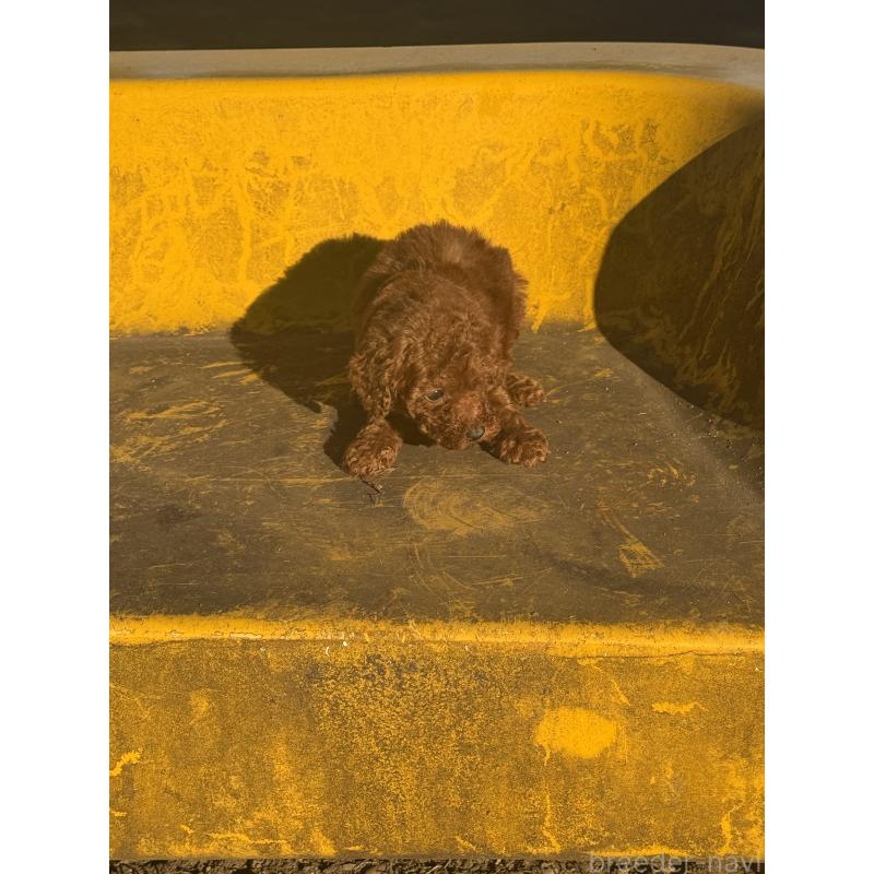 販売中の茨城県のティーカッププードル-434416の4枚目