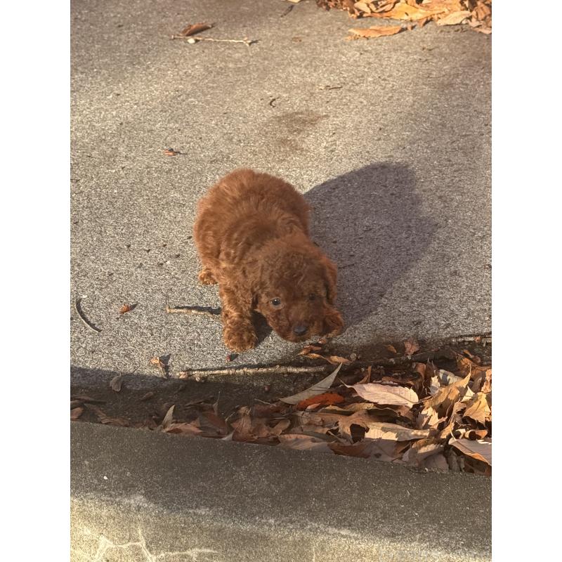 販売中の茨城県のティーカッププードル-434416の2枚目