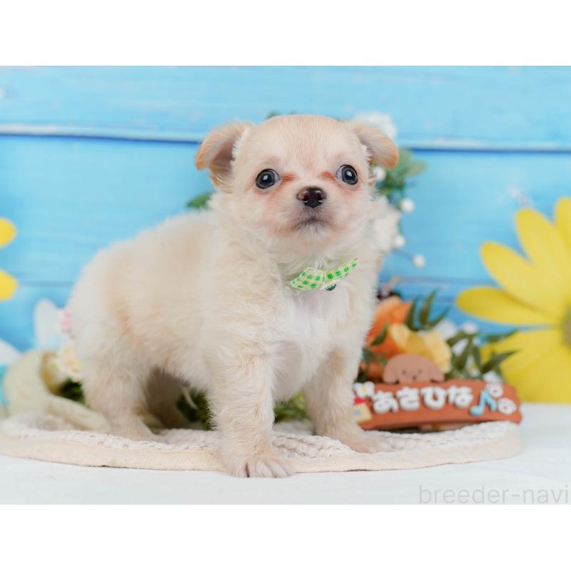 販売中の神奈川県のチワワ(ロングコート)-434417の14枚目