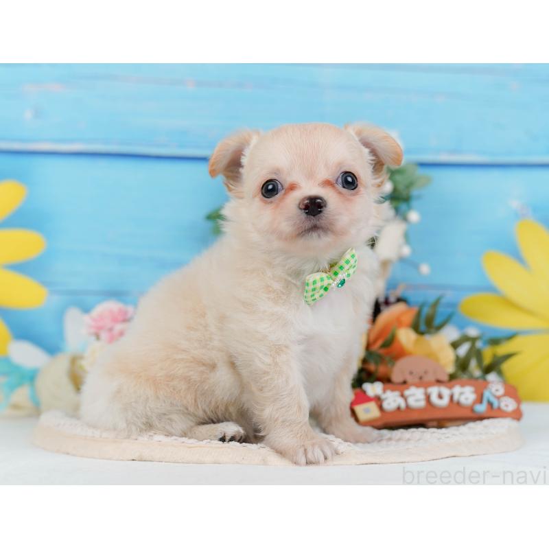 販売中の神奈川県のチワワ(ロングコート)-434417の13枚目