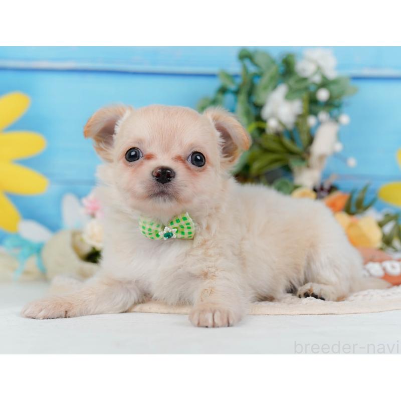 販売中の神奈川県のチワワ(ロングコート)-434417の12枚目