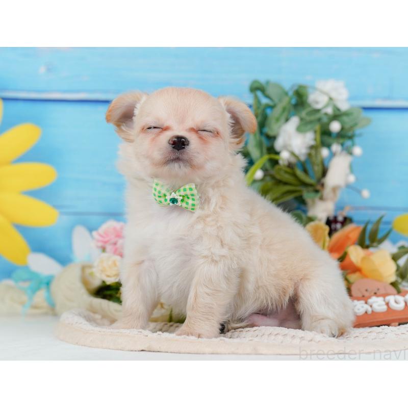 販売中の神奈川県のチワワ(ロングコート)-434417の11枚目