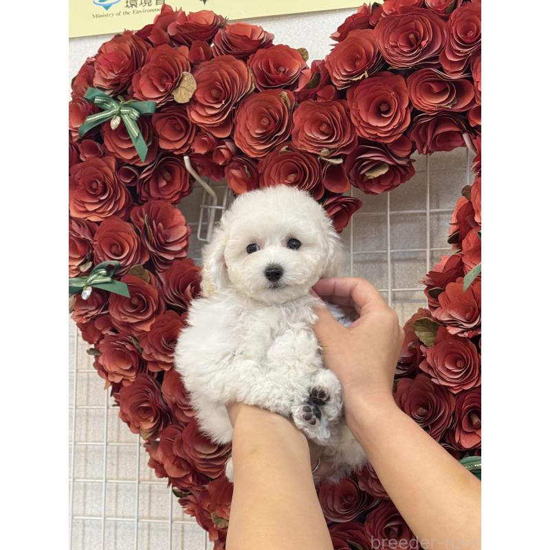 販売中の愛知県のトイプードル-430874の2枚目