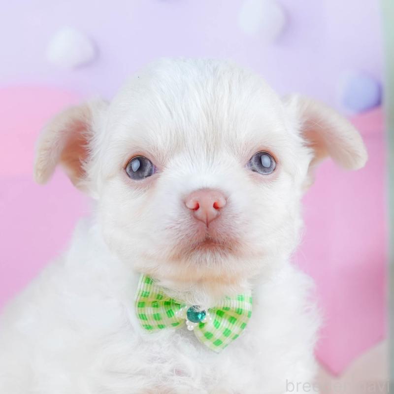 販売中の神奈川県のチワワ(ロングコート)-434419