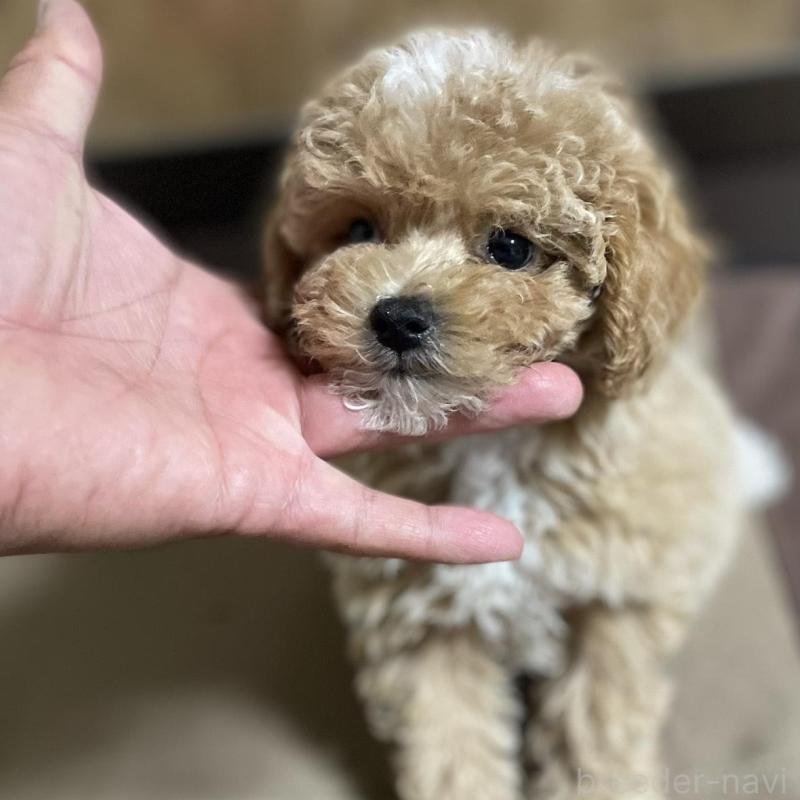 販売中の鹿児島県のマルプー:マルチーズ×トイプードル-434418の1枚目