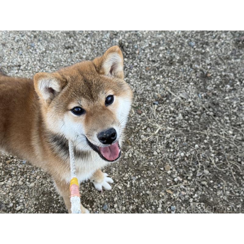 販売中の岡山県の柴犬-409610の4枚目