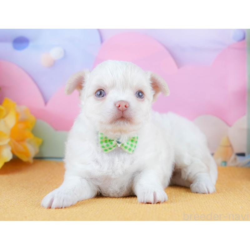 販売中の神奈川県のチワワ(ロングコート)-434419の14枚目