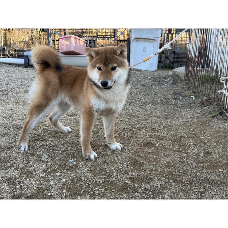 販売中の岡山県の柴犬-409610の3枚目
