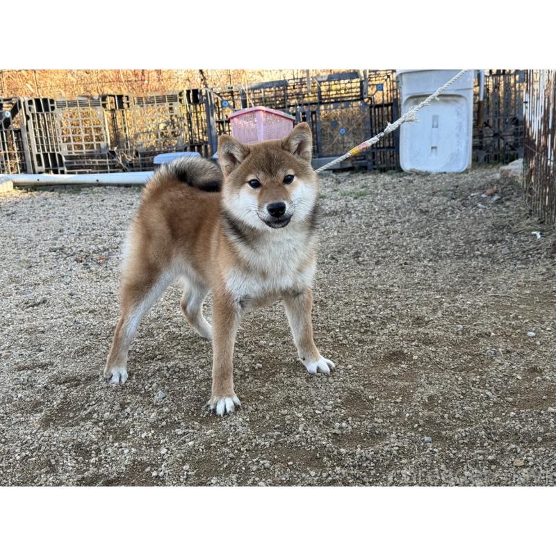 販売中の岡山県の柴犬-409610の2枚目