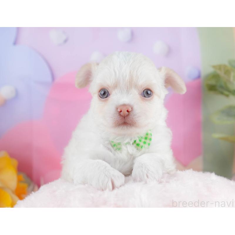 販売中の神奈川県のチワワ(ロングコート)-434419の13枚目